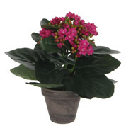 Artificial Plant - Purple Kalanchoe - MICA